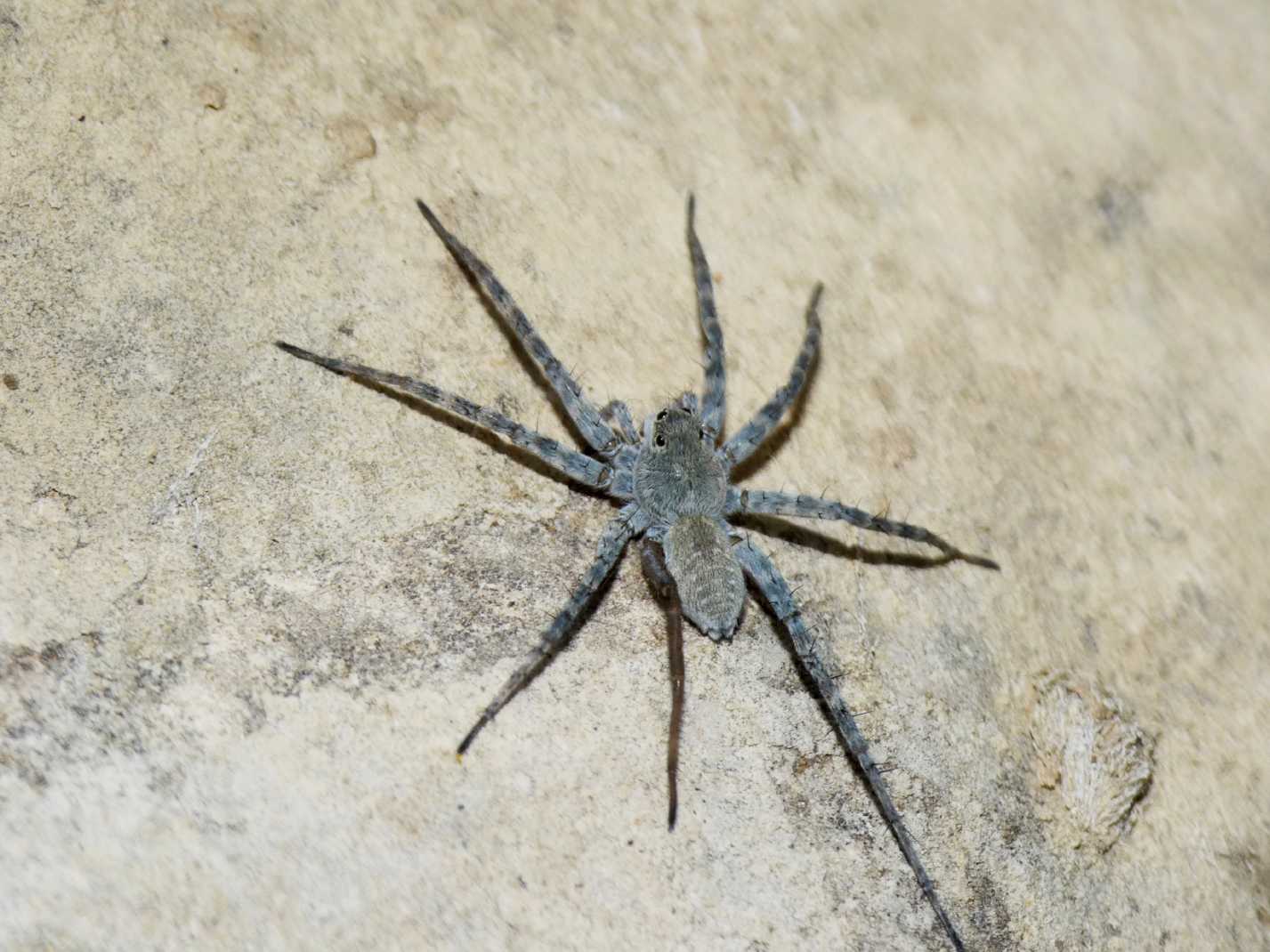 Piccolo Lycosidae di fiume: Pardosa wagleri